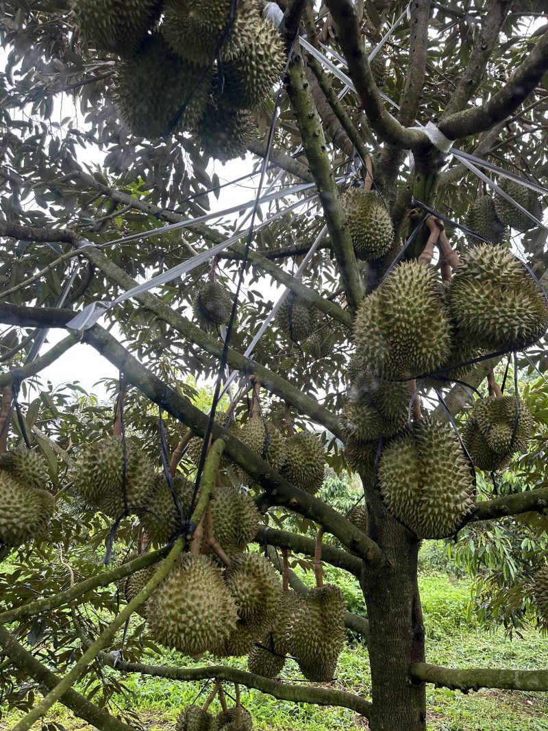 Sửa trái, chống rụng trái